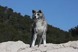 AKITA INU 315